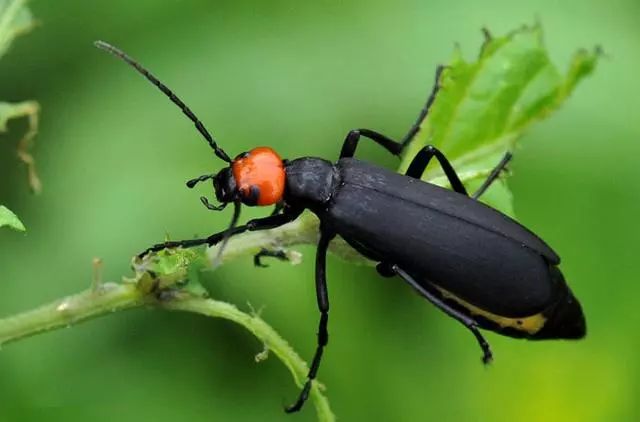 农作物害虫大全及防治,蔬菜害虫图片大全集