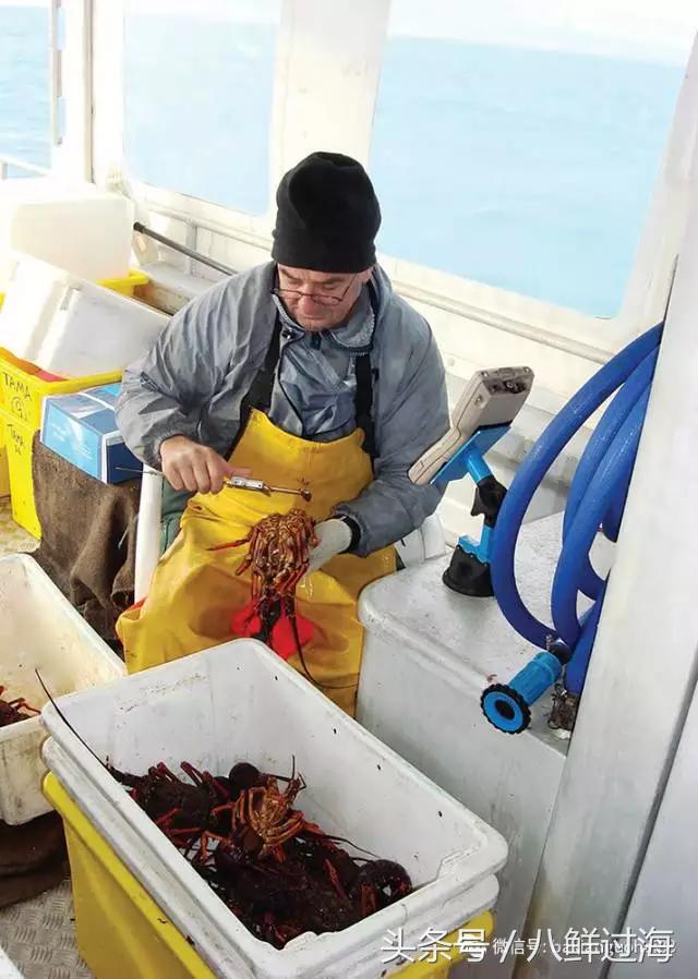 新西兰红色岩龙虾,新西兰岩龙虾介绍