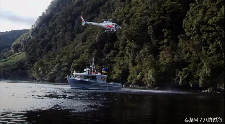 新西兰红色岩龙虾,新西兰岩龙虾介绍