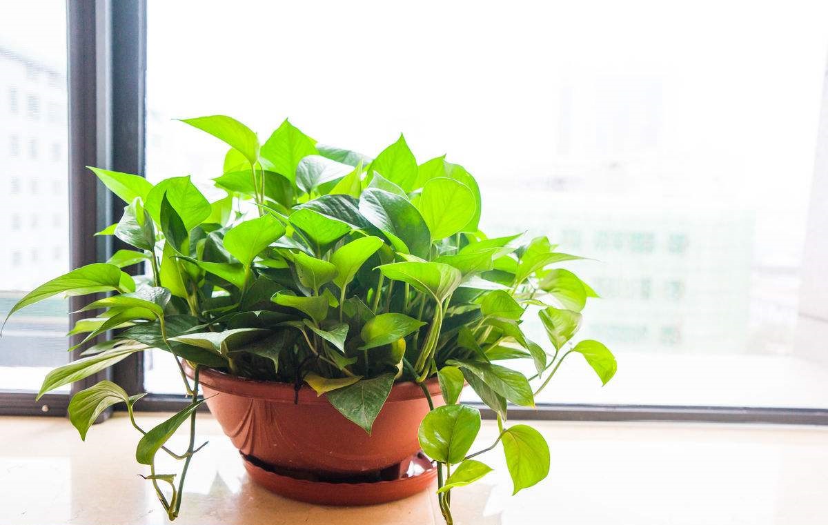 快死绿萝用了这3种水，救活不成问题，还能疯长爆盆！