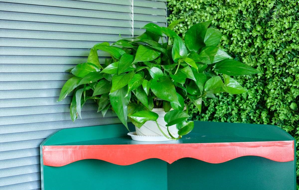 快死绿萝用了这3种水，救活不成问题，还能疯长爆盆！