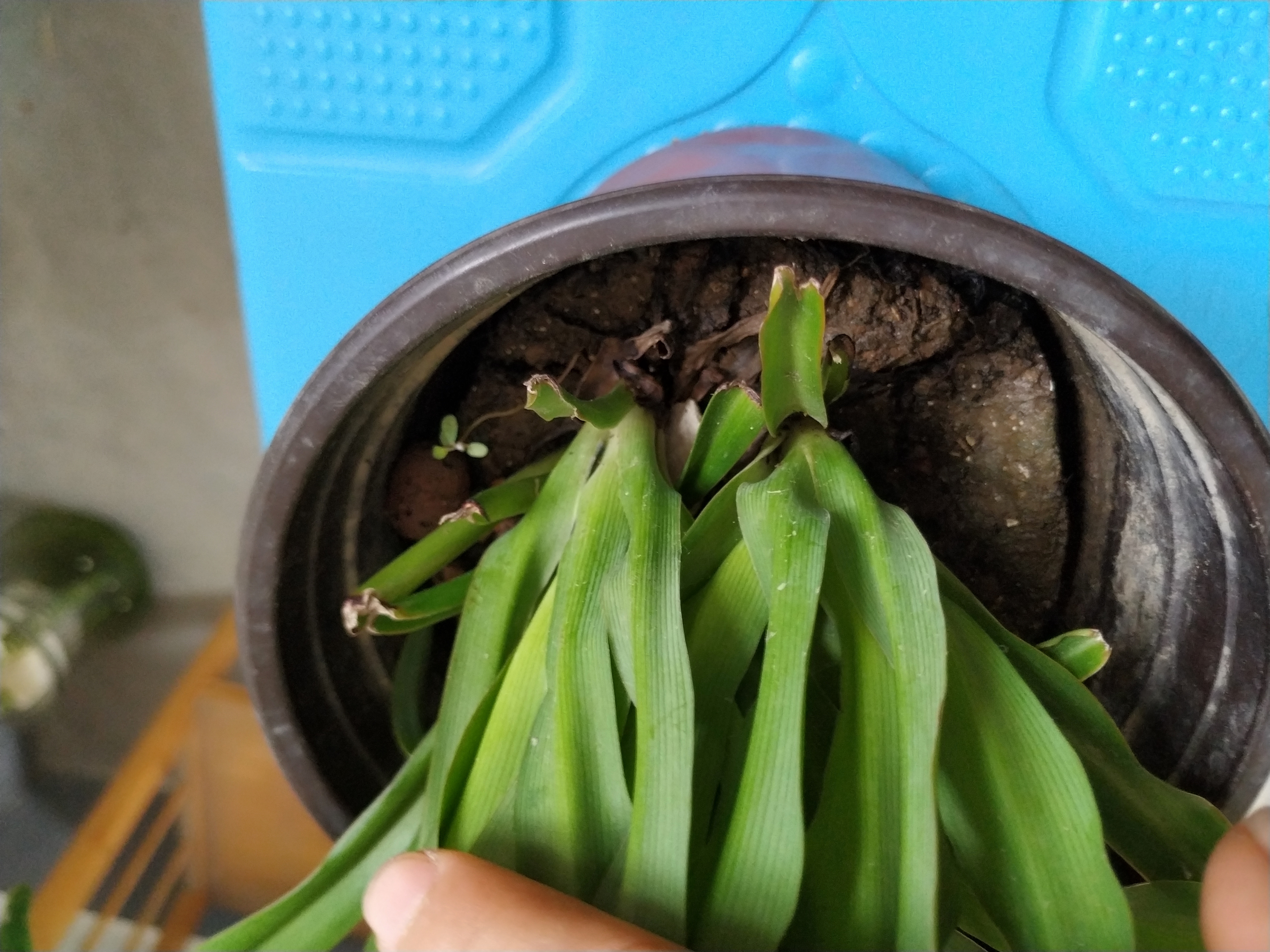 吊兰干尖焦枯怎么治疗,金边吊兰黄叶干尖怎么办