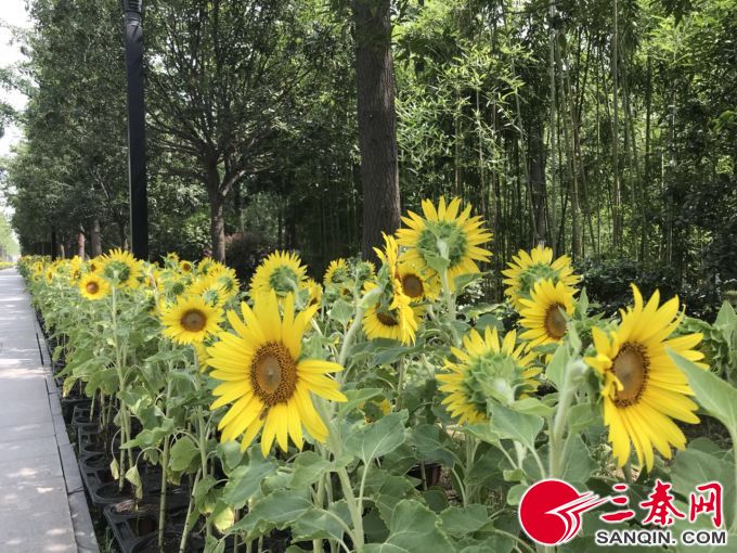 400亩向日葵花海惊艳盛开,贵州修文千亩向日葵花海惊艳盛放