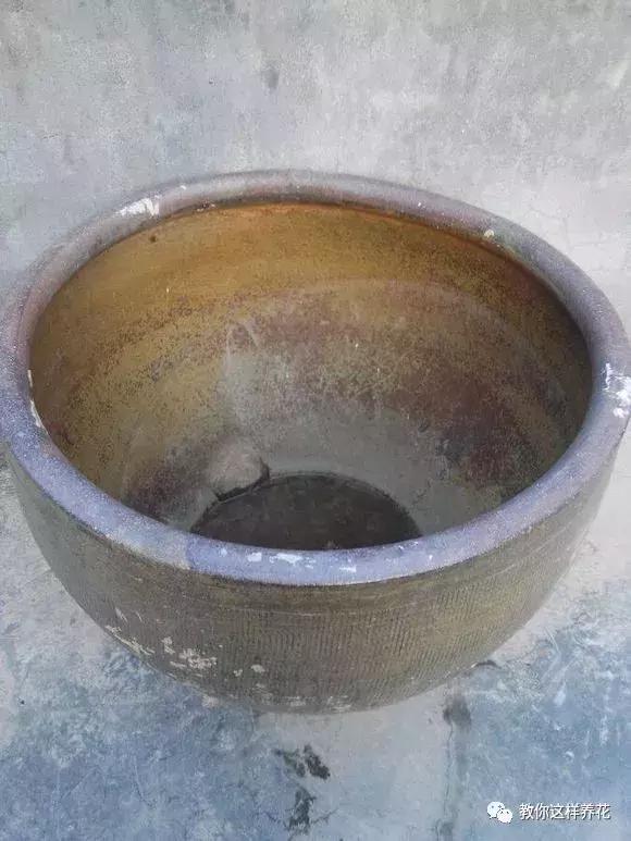 为了种花，老婆把老家的水缸偷来了，骗老妈说腌咸菜！