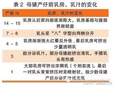 哺乳母猪的饲养管理要点有哪些,母猪临产前的保健流程和方法