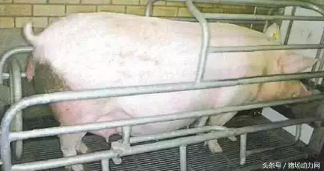 哺乳母猪的饲养管理要点有哪些,母猪临产前的保健流程和方法