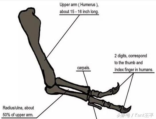 霸王龙的天敌食肉恐龙,巨型食肉牛龙对战霸王龙