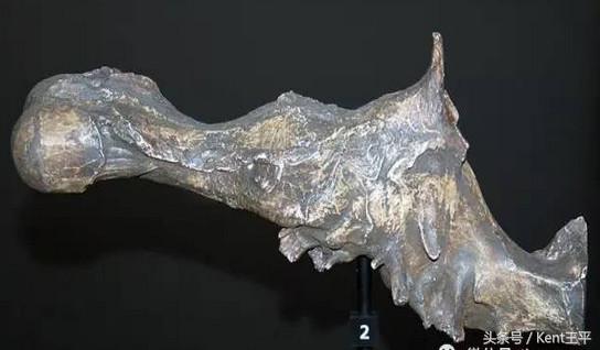 霸王龙的天敌食肉恐龙,巨型食肉牛龙对战霸王龙