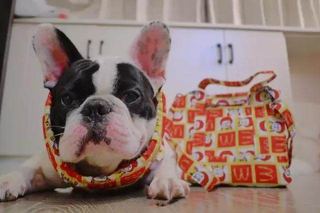 铲屎官给狗狗穿衣服,铲屎官给狗狗穿秋裤