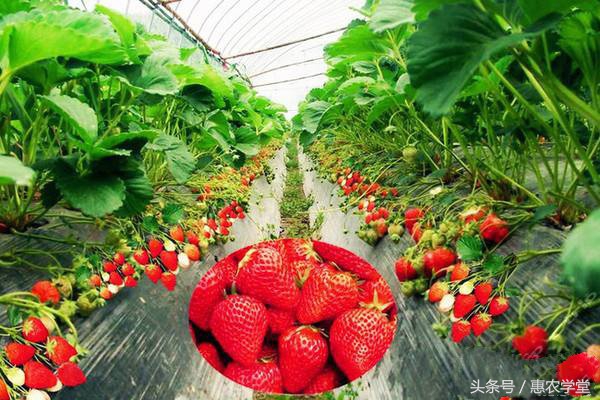 八月份怎样种植草莓,八月份草莓病虫害防治