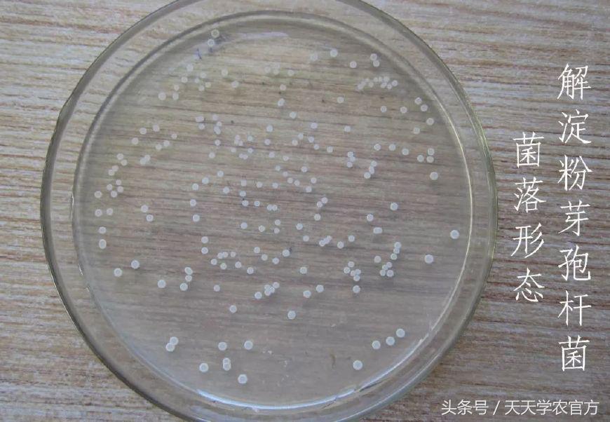 喷柑橘红蜘蛛喷什么农药好,生物叶面肥防治柑橘红蜘蛛