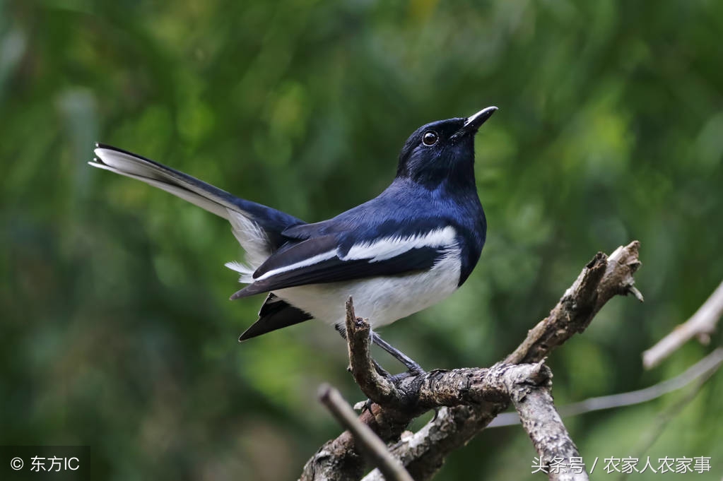 鸟预测天气的谚语,对天气预测有智慧的谚语