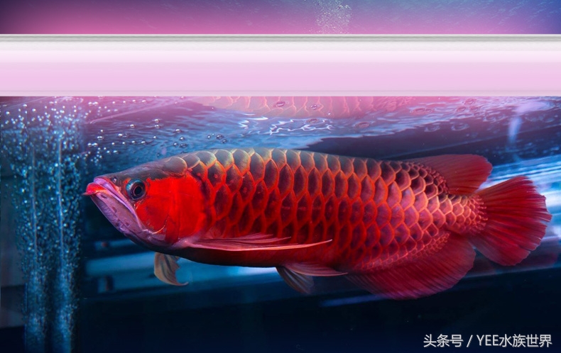 鹦鹉鱼缸水变红了怎么办,鱼缸一开灯鹦鹉鱼就沉底了