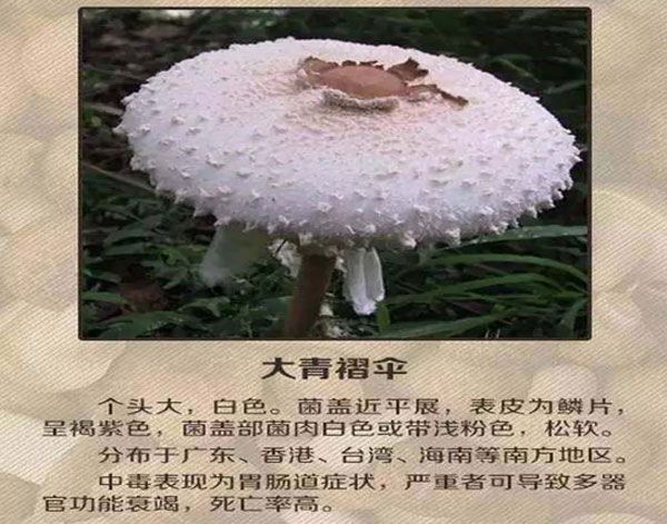 野生菌不知道有没有毒,野生菌有毒无毒的识别