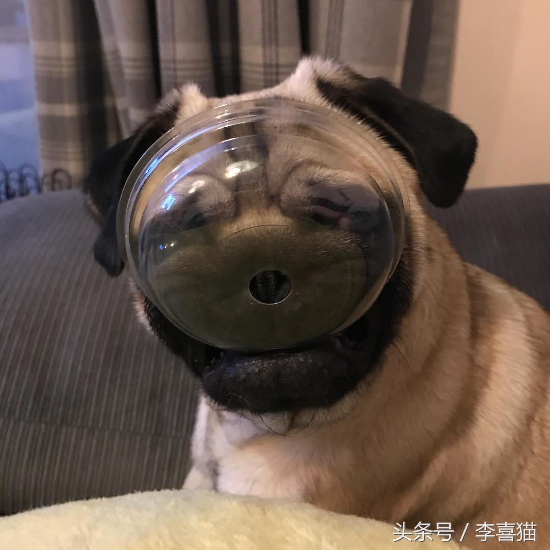 巴哥犬的日常表现有哪些,巴哥犬能有多可爱