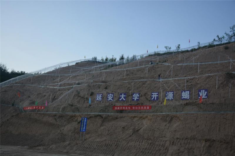 刘梁峁村荒山里“刨金”小蝎子养成大产业