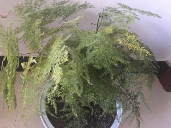 文竹叶子黄了剪掉还能长出新叶吗,文竹叶子发黄后还能恢复吗