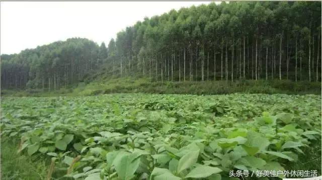 皇太子柚木为什么被称为万木之王,柚木万木之王完整版视频