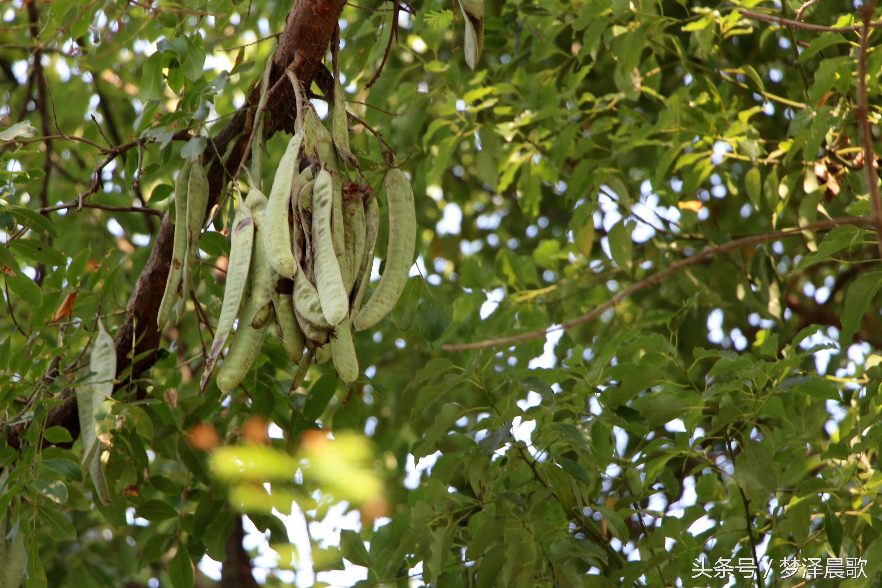 长满长长的尖刺看着吓人难得一见的稀有百年老皂荚树