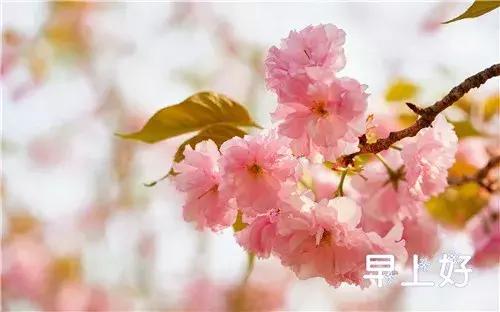 早上好配图鲜花表情图,鲜花祝福表情包早上好