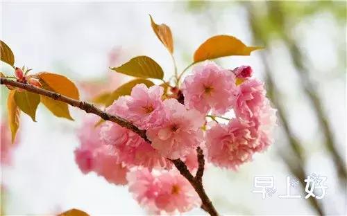 漂亮鲜花动态早上好表情图片,早上好最美的玫瑰花动态表情包