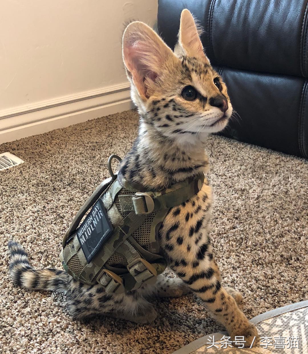 最有气质的喵星人,高颜值的喵星人连睡着都是美美的