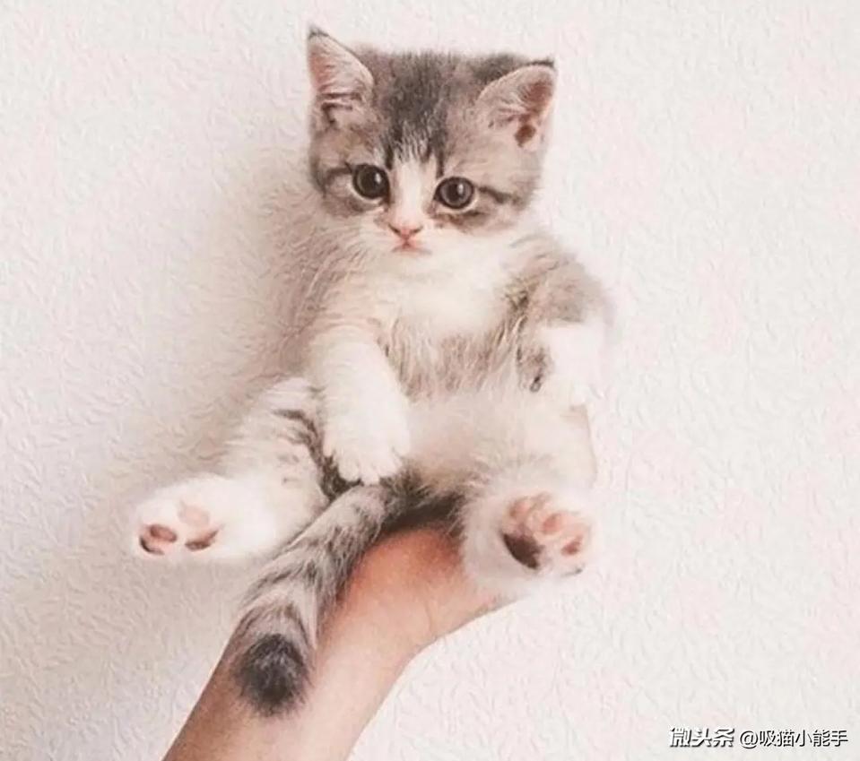 猫咪生活习惯小常识新手养猫必看,养猫咪新手入门必知猫的敏感点