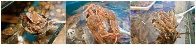 开渔哪种海鲜好吃,开渔了哪里吃海鲜