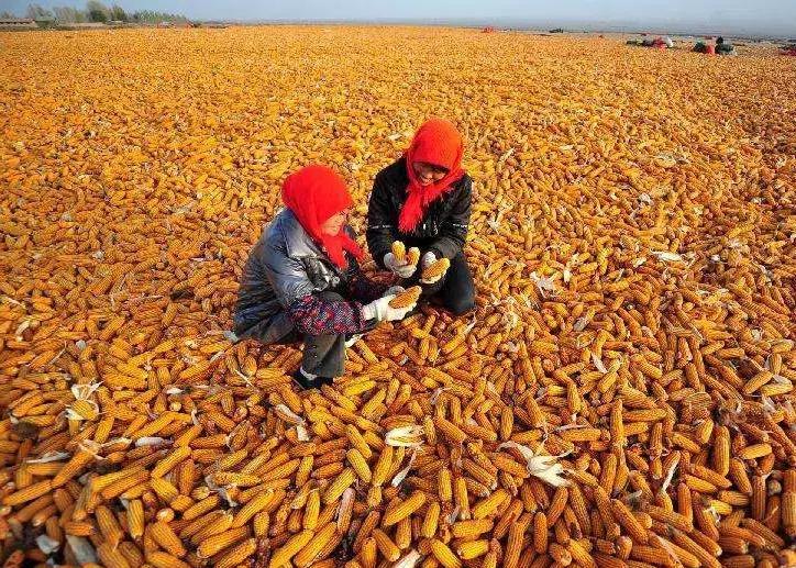 通过一亩地能挣多少钱,一亩地一年收入一般多少