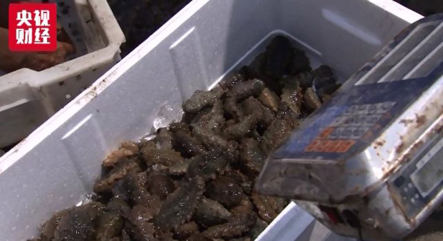 大连海参高温死亡,大连海参损失事件