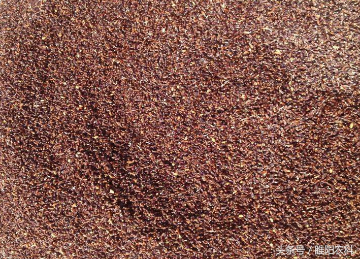 小麦品种推荐视频,小麦新品种十大排名