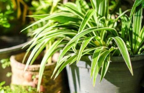 装修异味太大，别担心！记住这四点，解决千家万户困扰的问题！