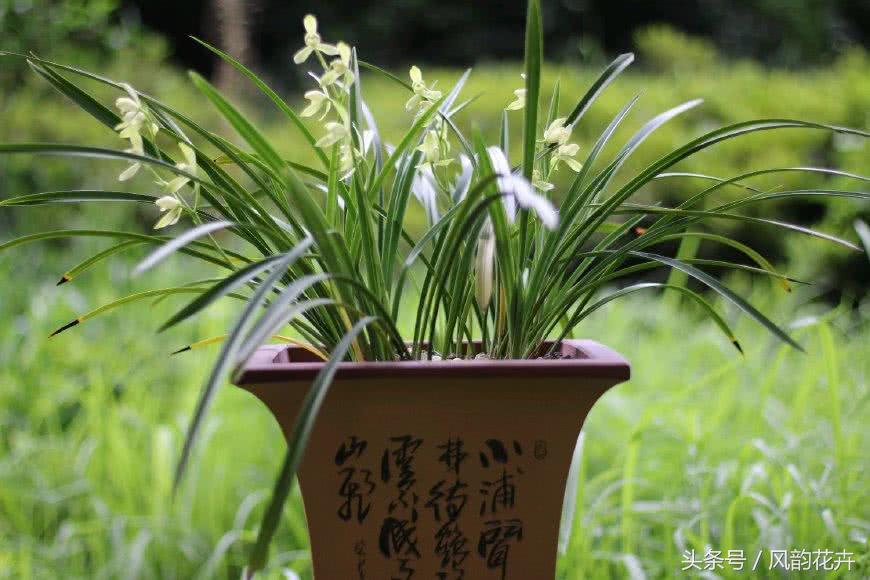 哪个兰花品种花期长又香又好养,最值得拥有的名品兰花图片