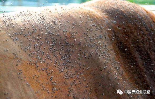 养殖场苍蝇消灭神器,养殖场高效除苍蝇