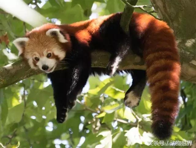 像海参又像虫子的东西是什么,像海参的虫子是什么