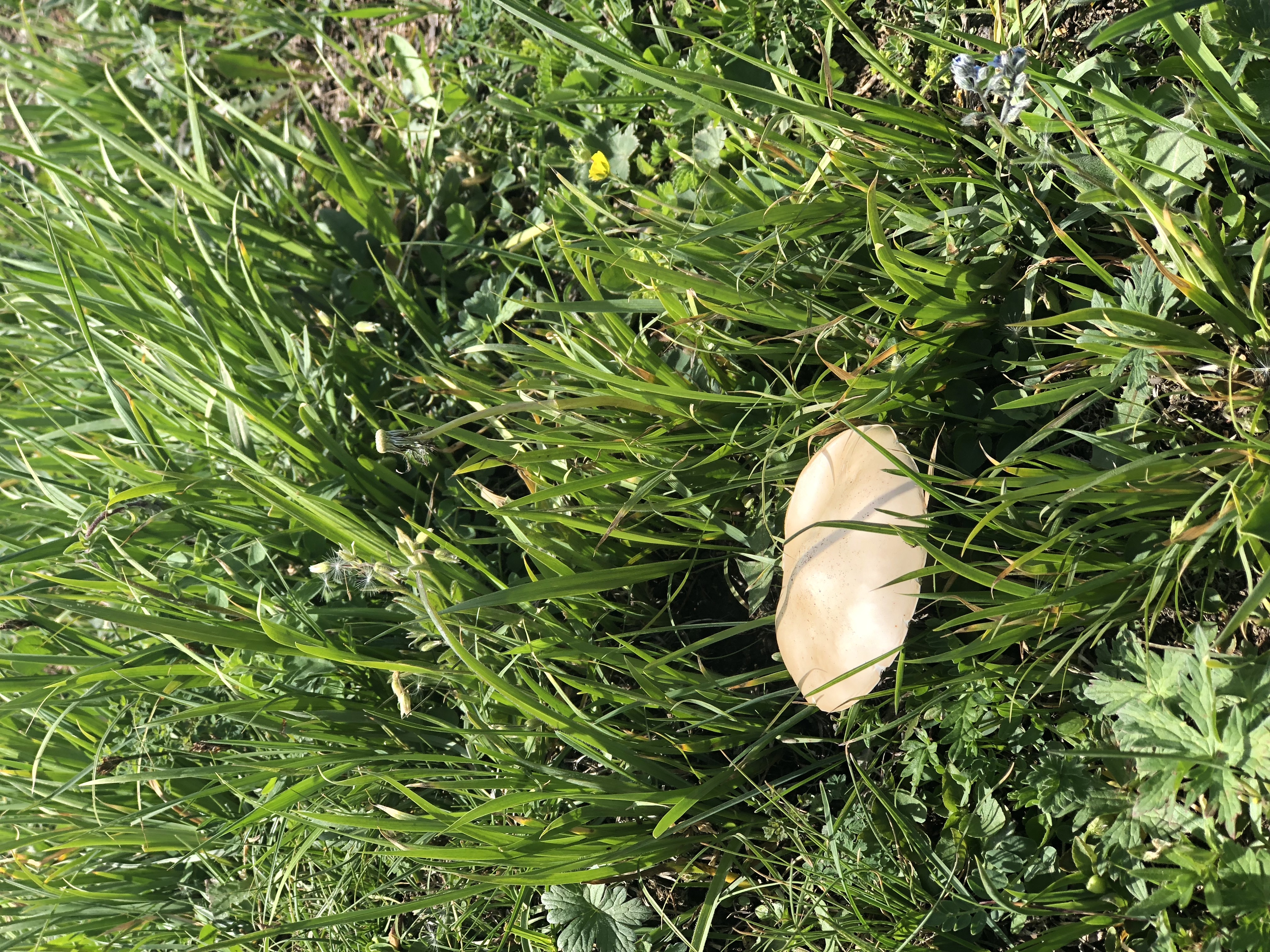 乌鲁木齐到索尔巴斯陶怎么走,索尔巴斯陶避暑