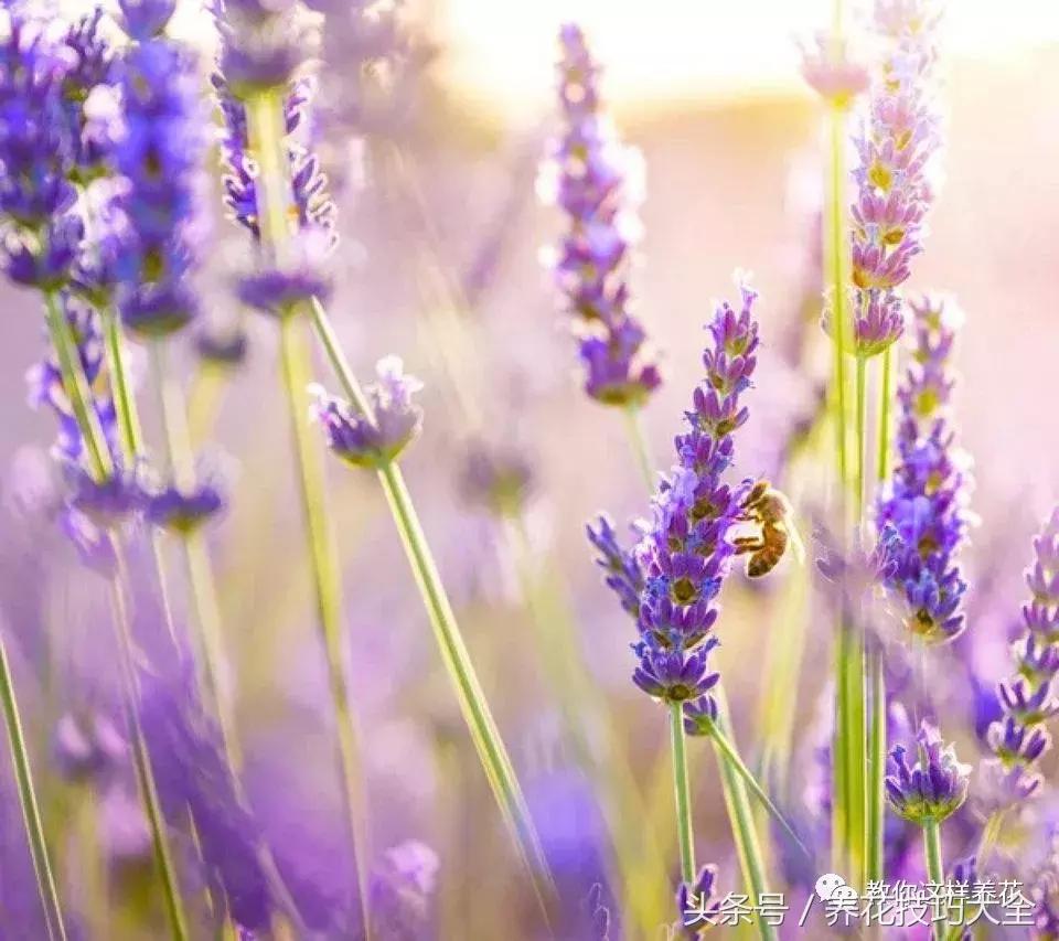 入睡困难也容易醒吃什么助眠药,入睡困难惊醒吃什么助睡眠的药好