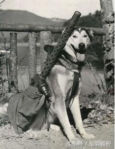 雪橇三傻是军犬吗,雪橇三傻当军犬
