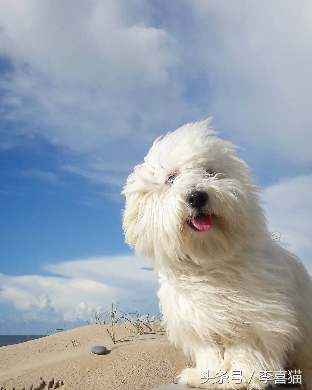 五种来自非洲的狗狗，最后一种可爱得像团毛球，知名度却很低