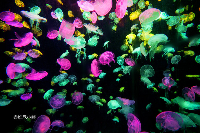 暑假珠海长隆最全游玩攻略,珠海长隆海洋王国暑假门票多少钱