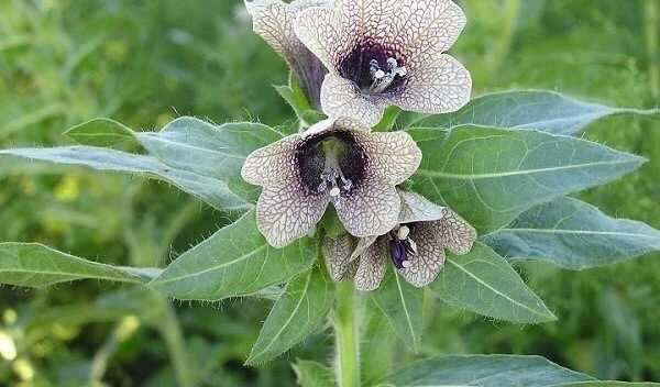 古人们都是靠什么东西来缓解疼痛的？古代十大“麻醉剂”盘点