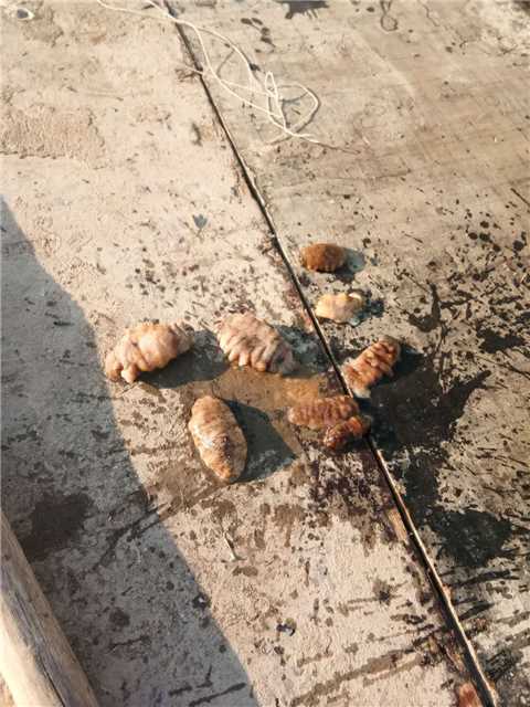 今年的海参大减产的原因,高温大连海参最新消息