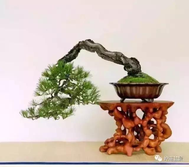 盆景人生哲理,从盆景欣赏体会人生哲理