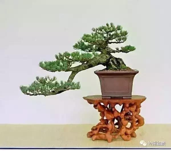 盆景人生哲理,从盆景欣赏体会人生哲理