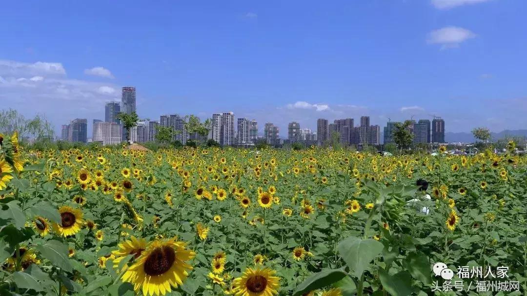 福州的变化有哪些,福州日新月异的变化