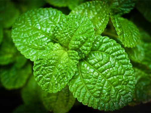 盆栽薄荷种植全过程视频,盆栽薄荷的种植方法