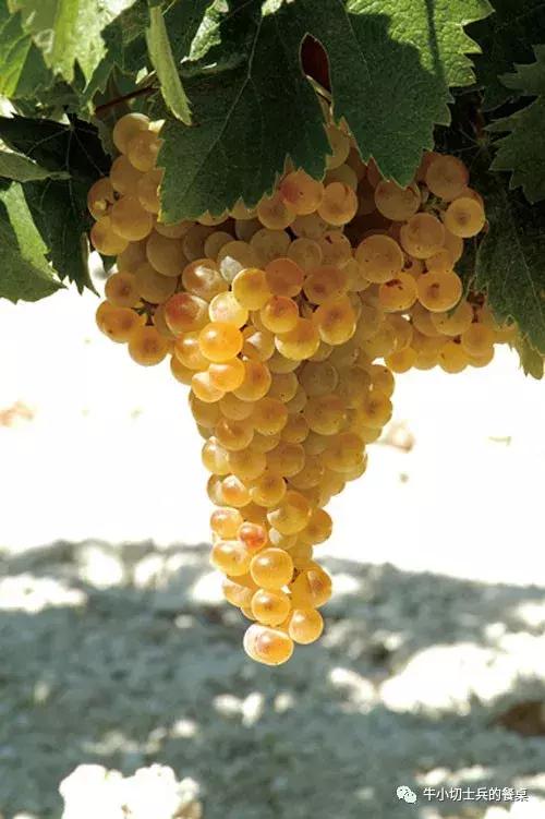 欧罗巴营养美食,欧罗巴美食探秘