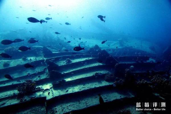 蓝莓评测美国蓝莓,蓝莓评测