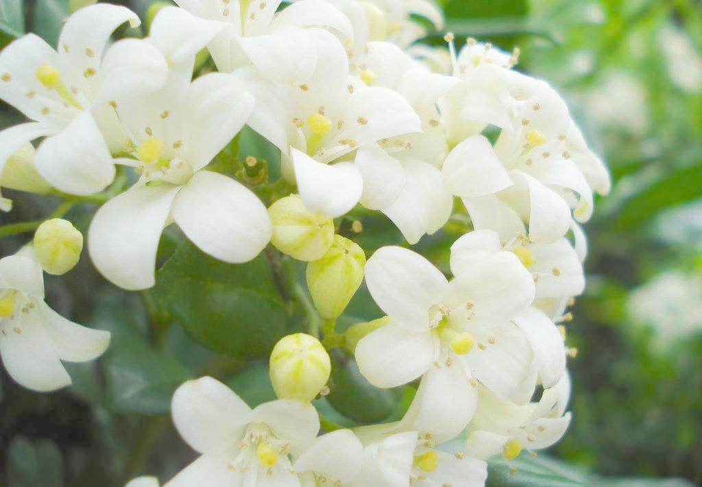 九里香怎么养护才能开花,九里香养护的正确方法