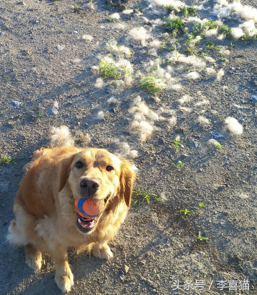 养金毛有什么要注意的,养金毛需要注意这些